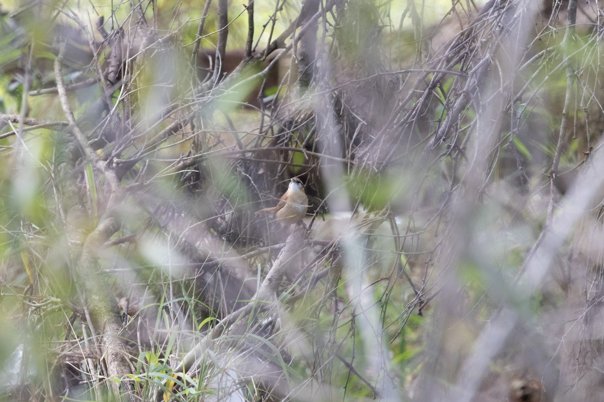Carolina Wren - ML646532562