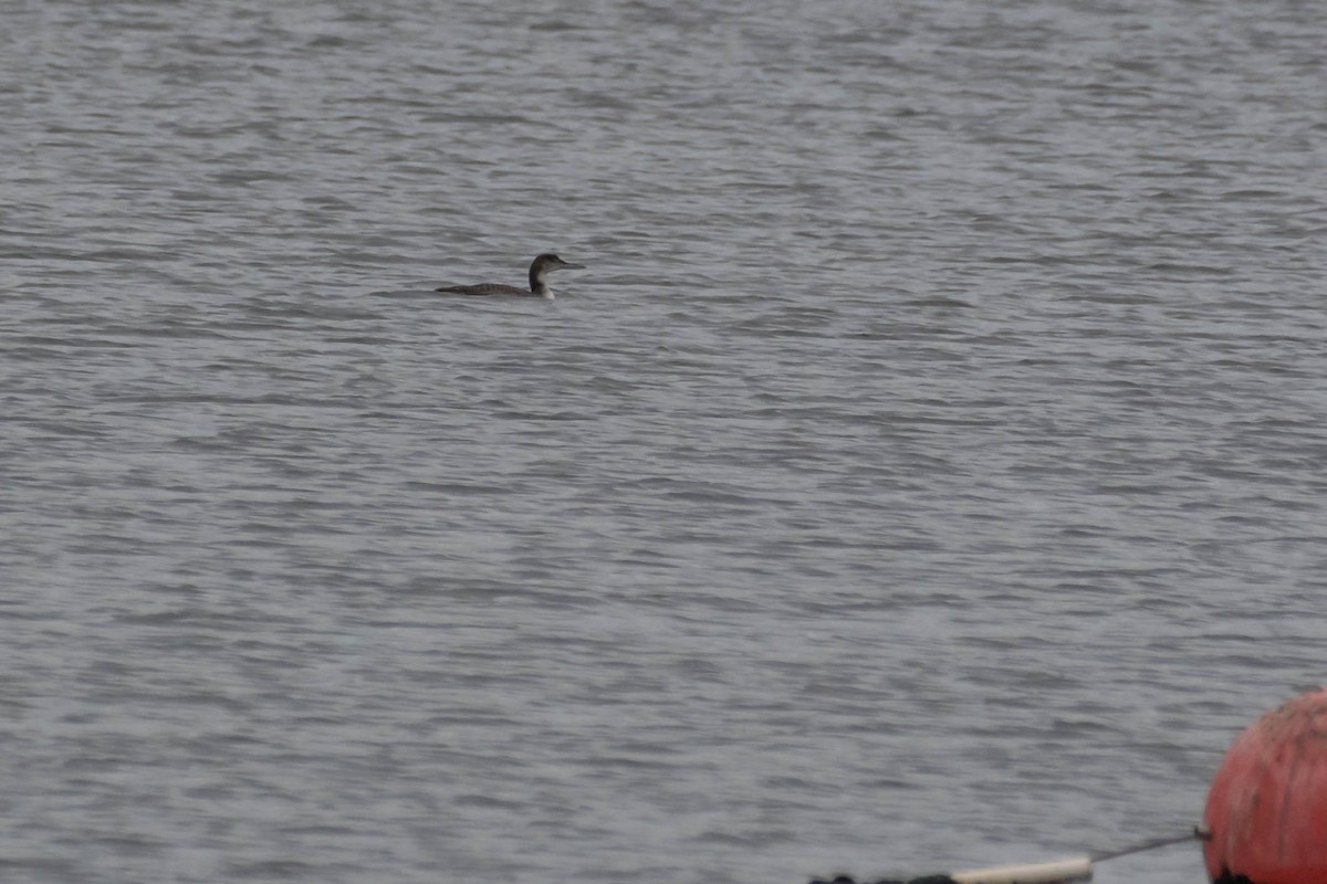צוללן צפוני - ML646532573