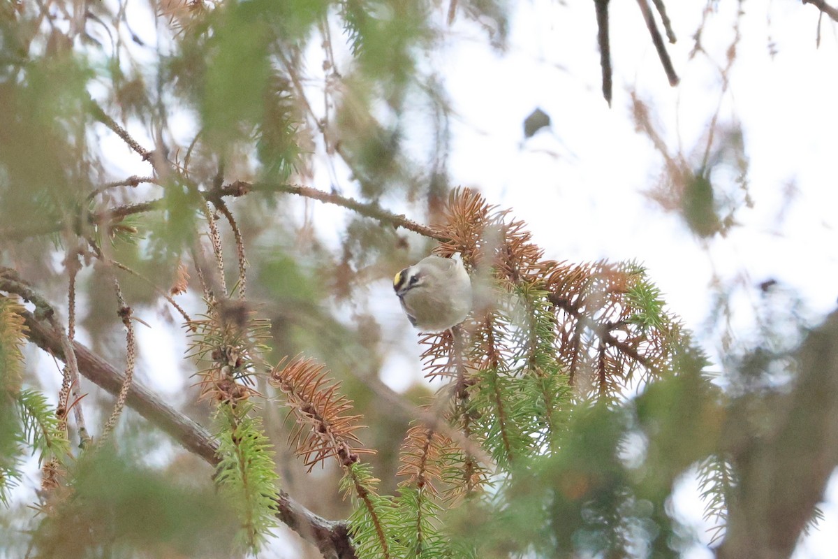 Golden-crowned Kinglet - ML646532575