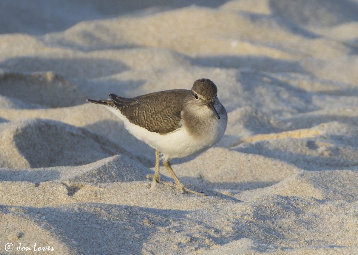 Перевозчик - ML646532577