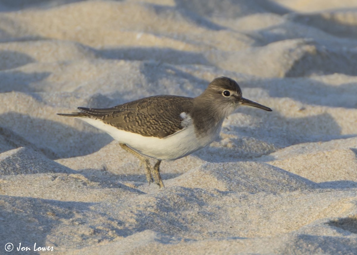 Перевозчик - ML646532580