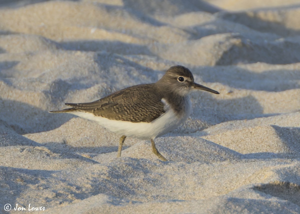 Перевозчик - ML646532581