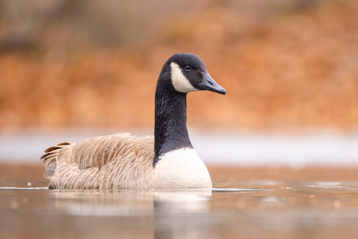 Canada Goose - ML646532582