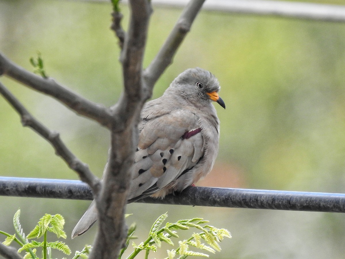 Croaking Ground Dove - ML646532584