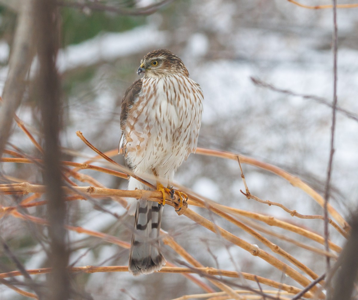 Sharp-shinned Hawk - ML646532586