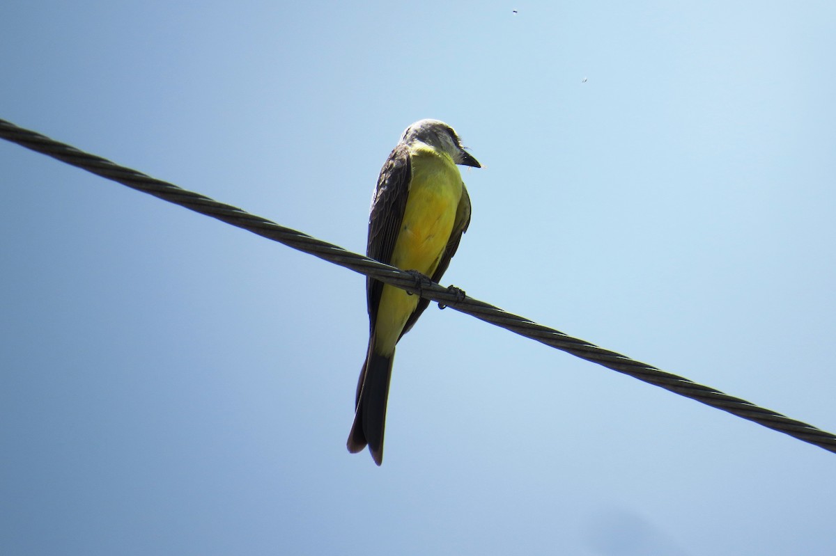 White-throated Kingbird - ML646532587