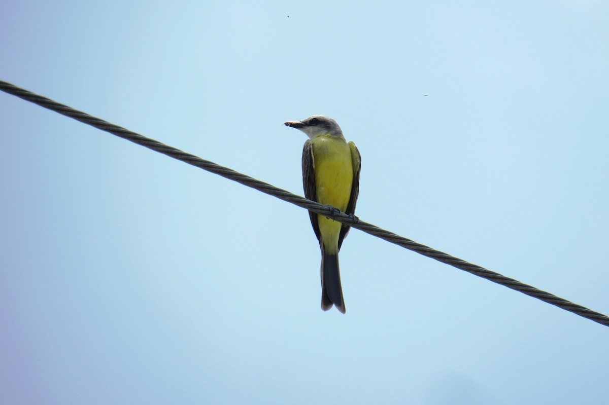 White-throated Kingbird - ML646532588