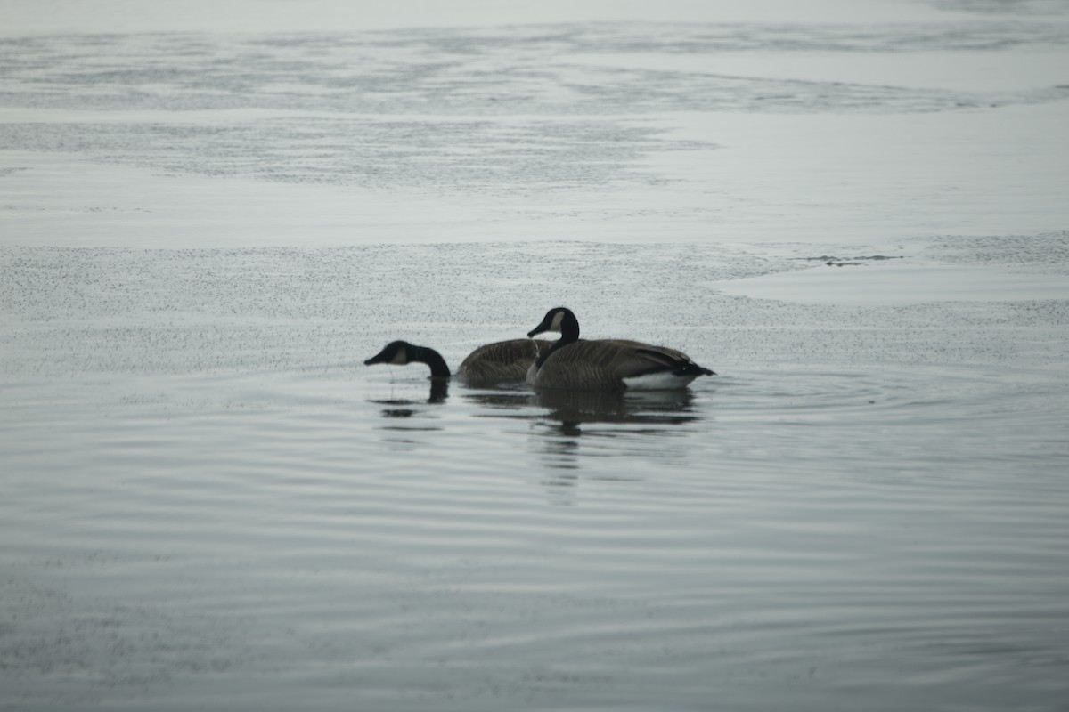 kanadagås - ML646532589