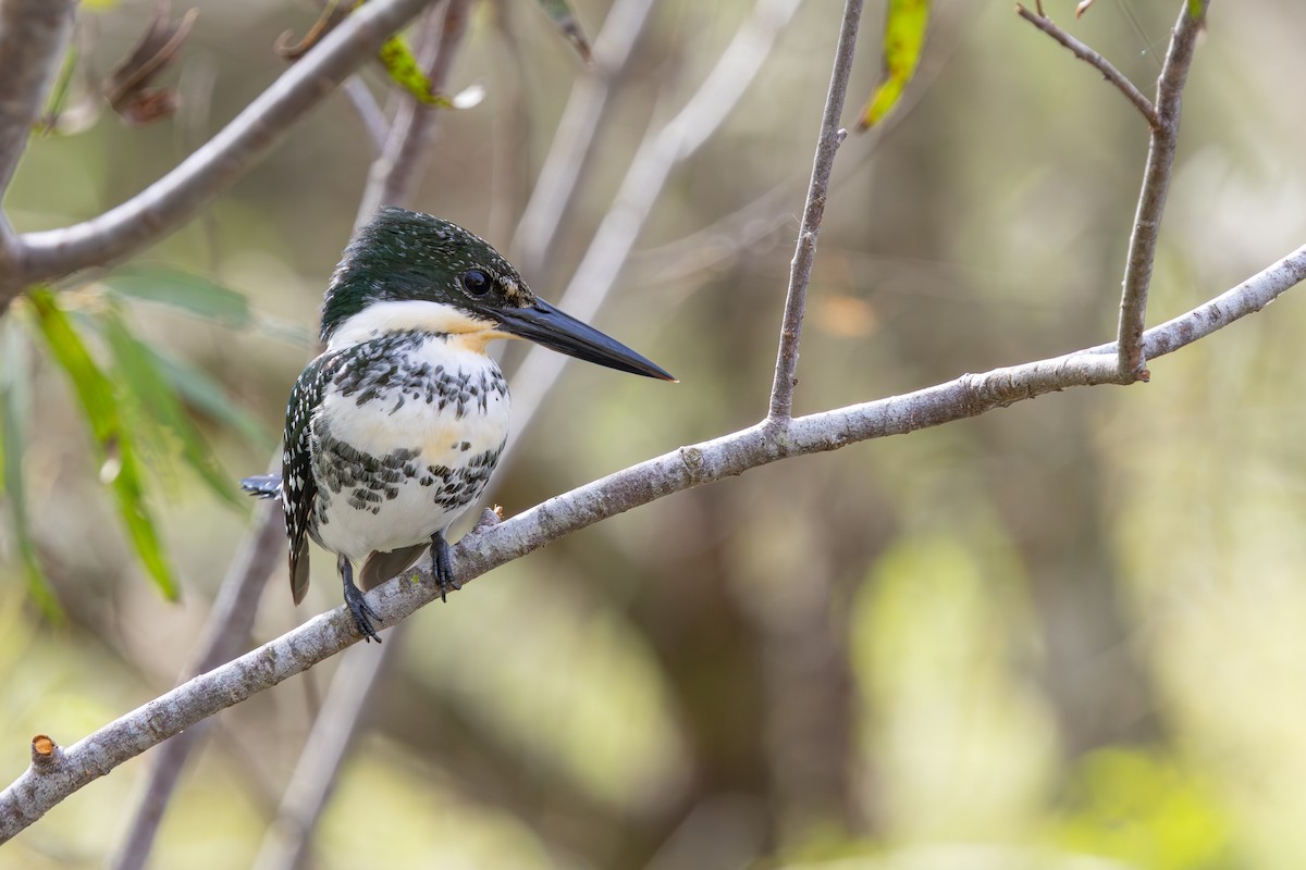 Green Kingfisher - ML646532592