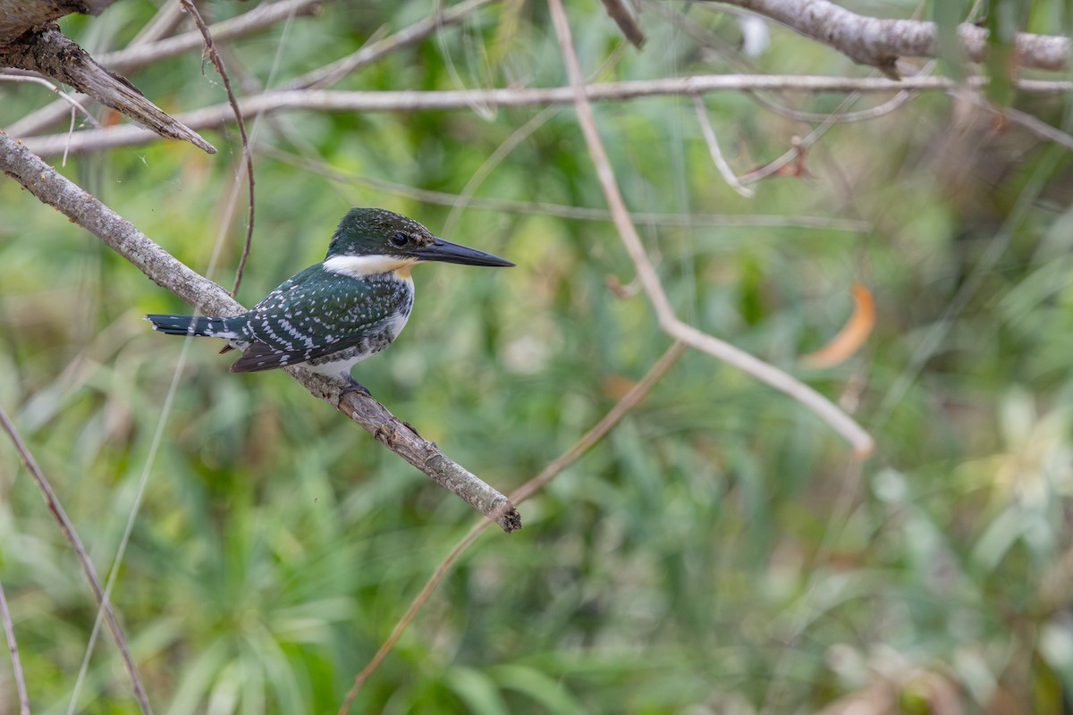 Green Kingfisher - ML646532593