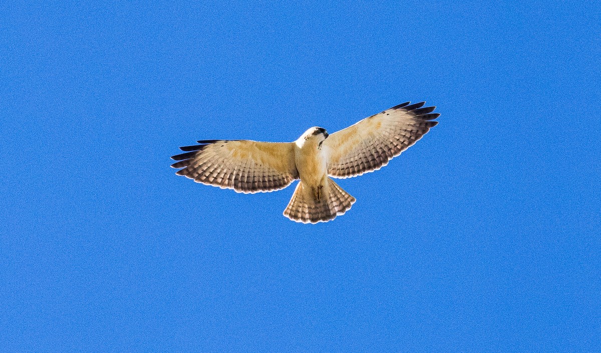 Short-tailed Hawk - ML646532594