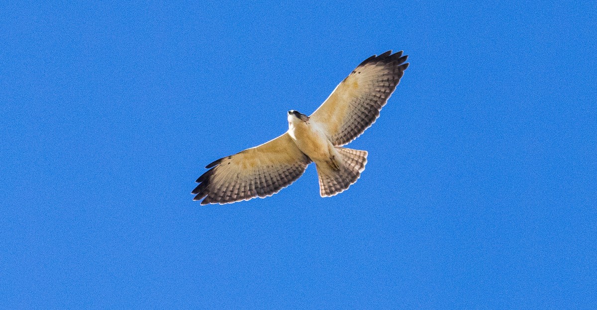 Short-tailed Hawk - ML646532595