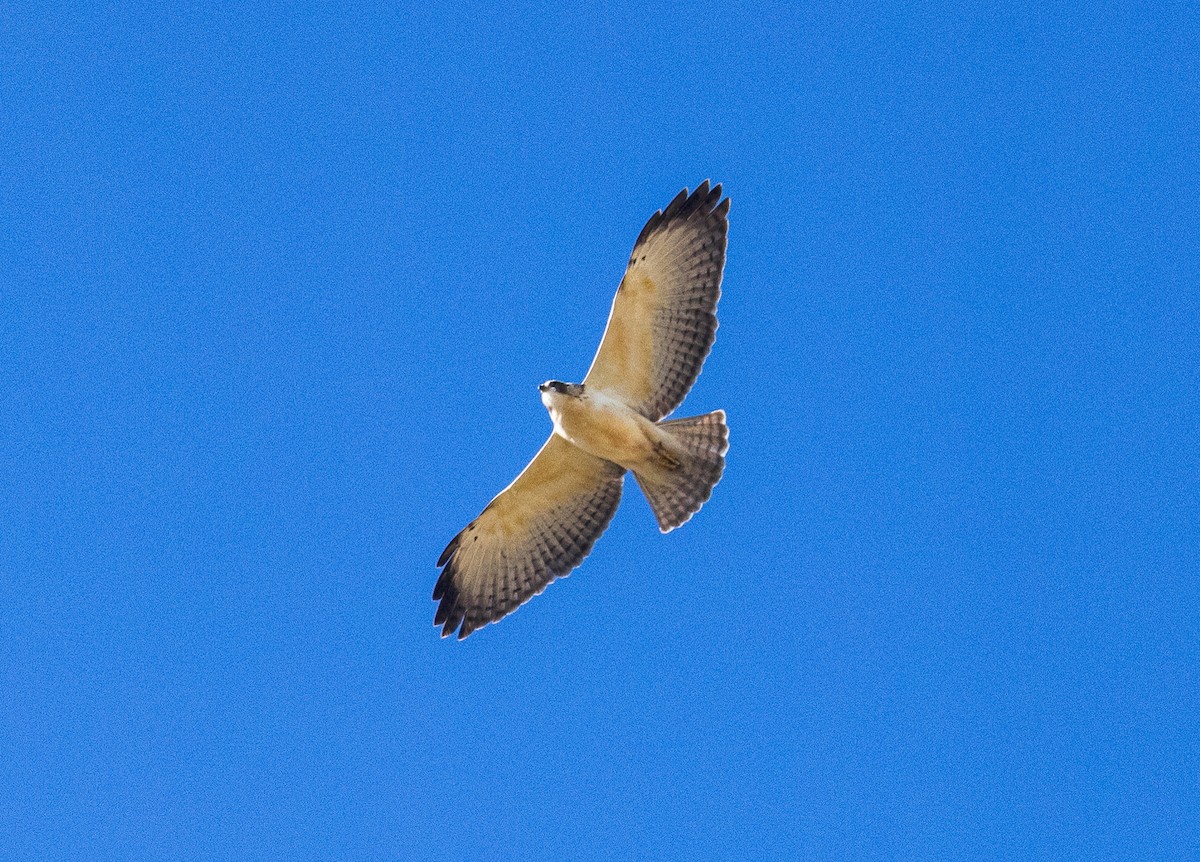 Short-tailed Hawk - ML646532596