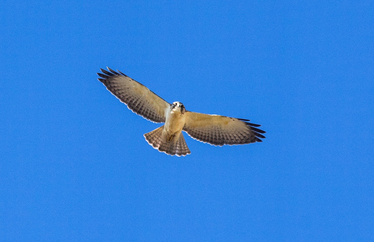 Short-tailed Hawk - ML646532597
