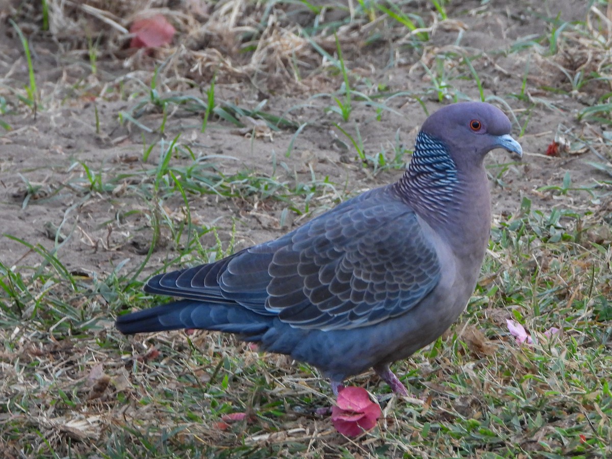 Pigeon picazuro - ML646532600