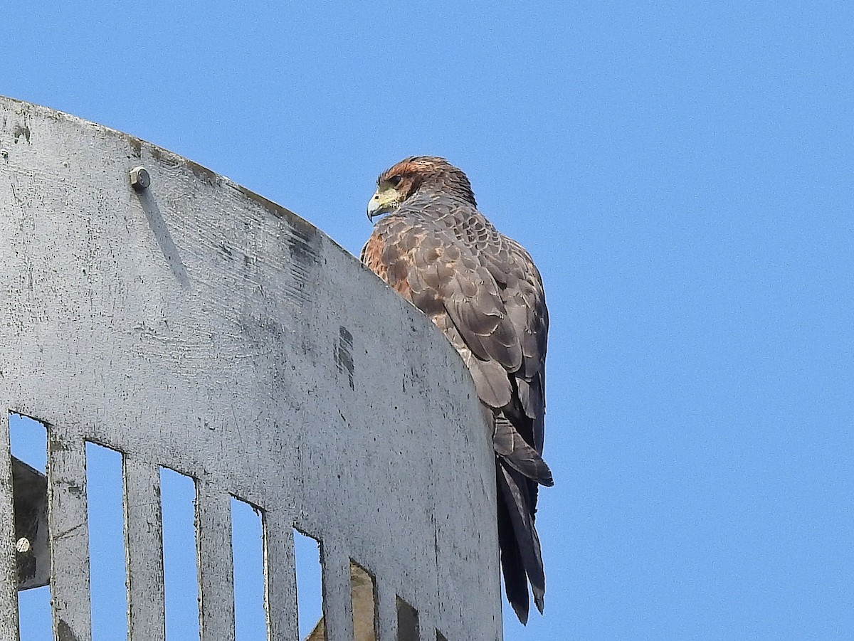 Harris's Hawk - ML646532601