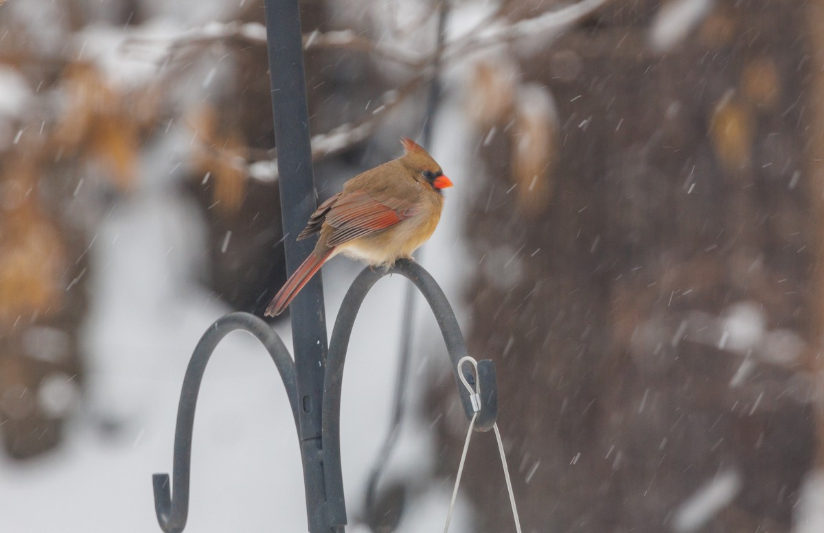 Northern Cardinal - ML646532615