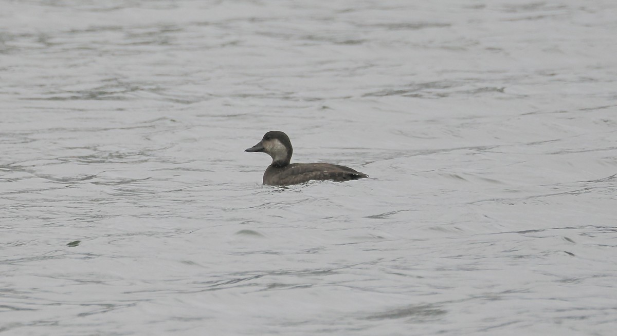 Black Scoter - ML646532616