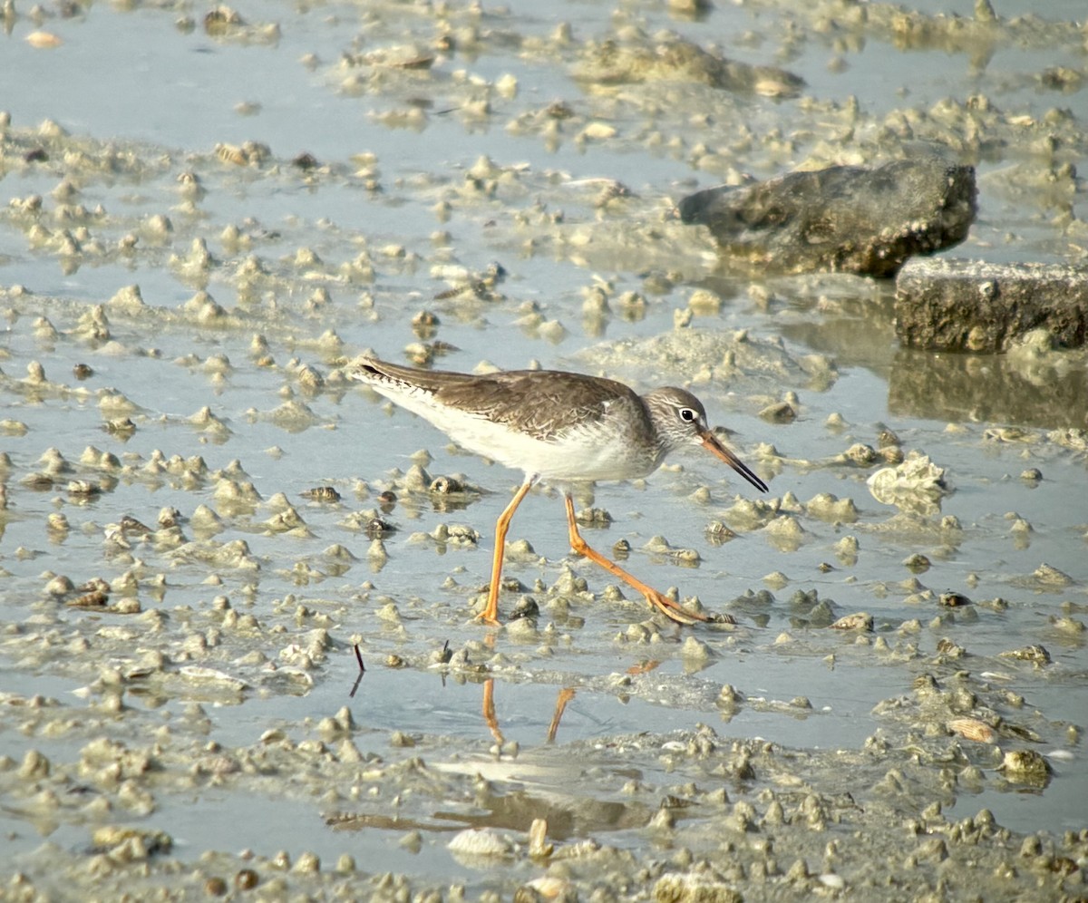 Common Redshank - ML646532617