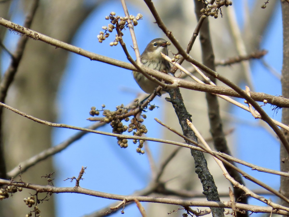 Yellow-rumped Warbler - ML646532619