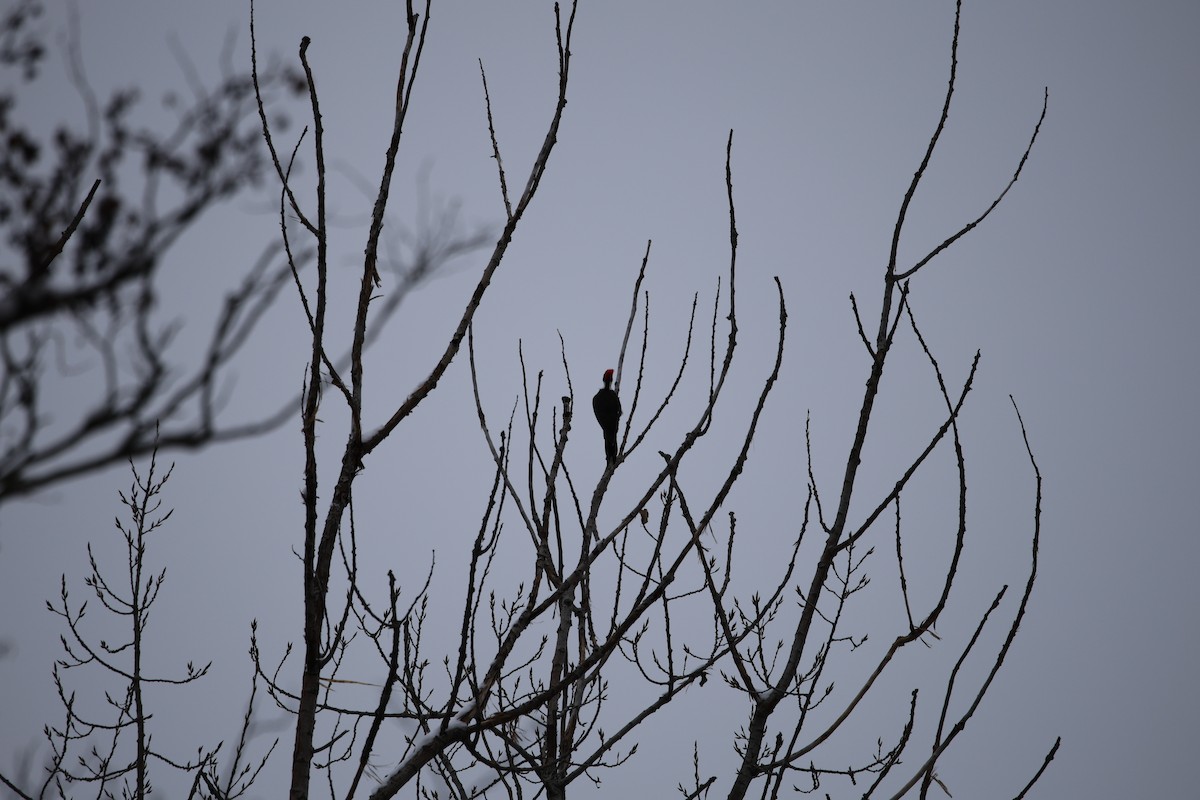 hvitbrynsvartspett - ML646532620