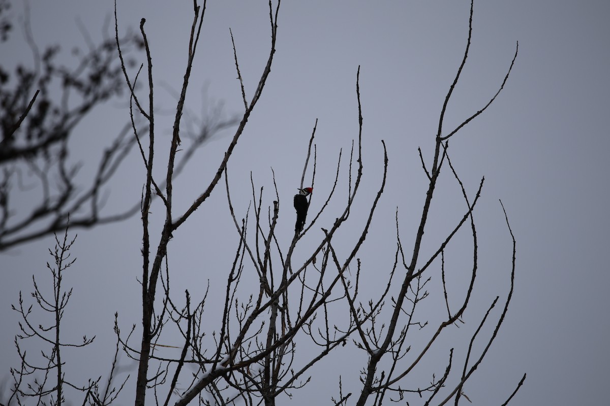 hvitbrynsvartspett - ML646532625