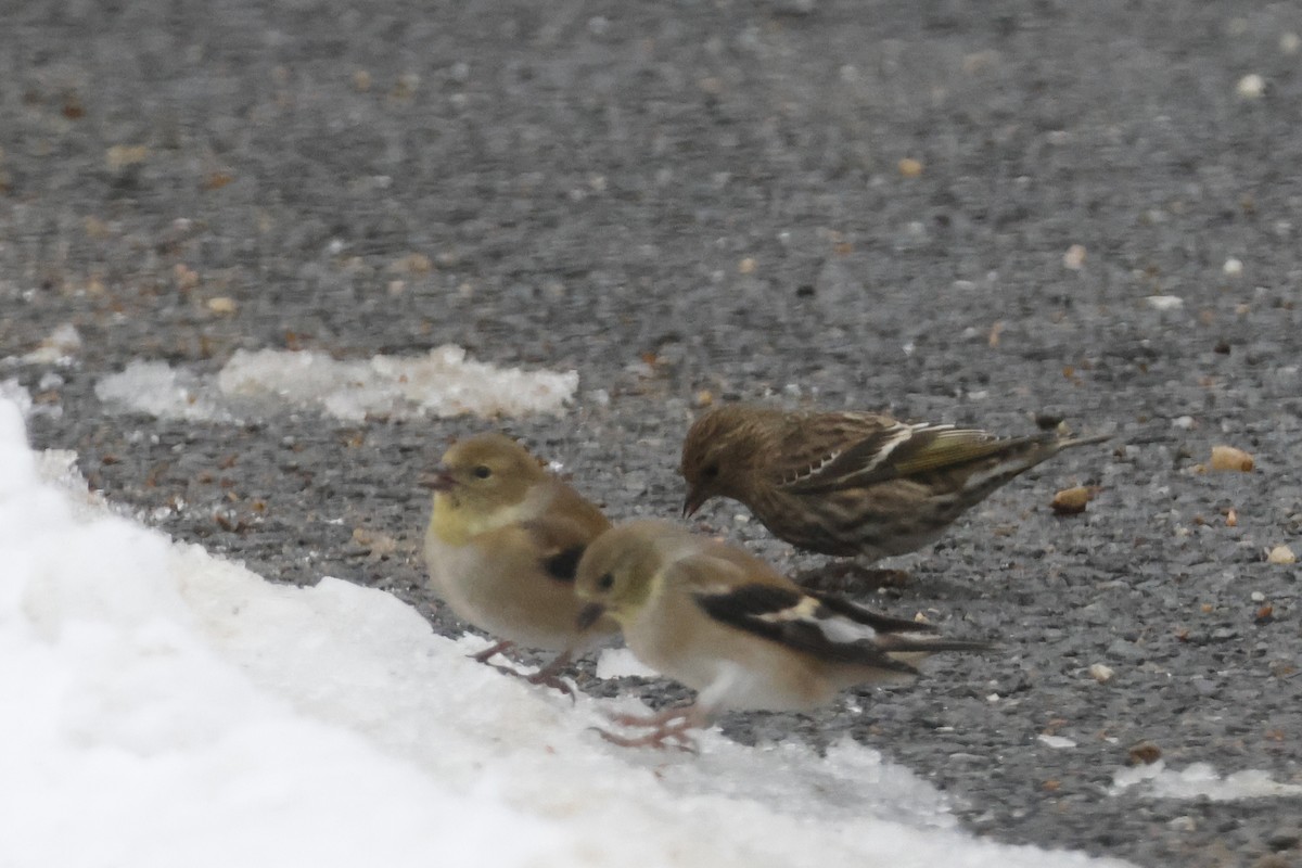Jilguero de Los Pinos - ML646532626