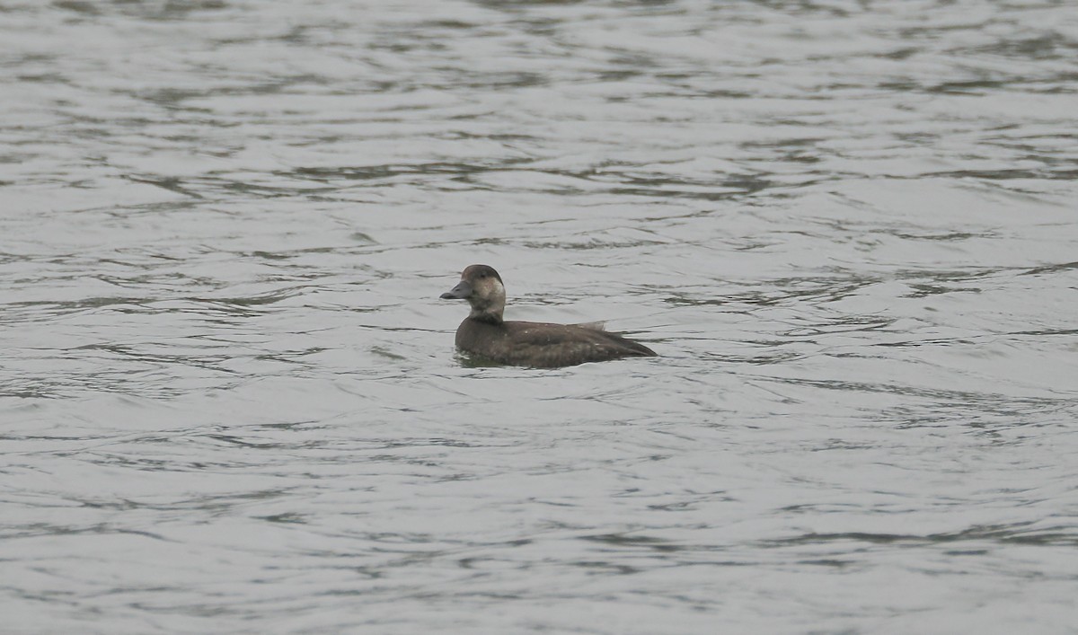 Black Scoter - ML646532627