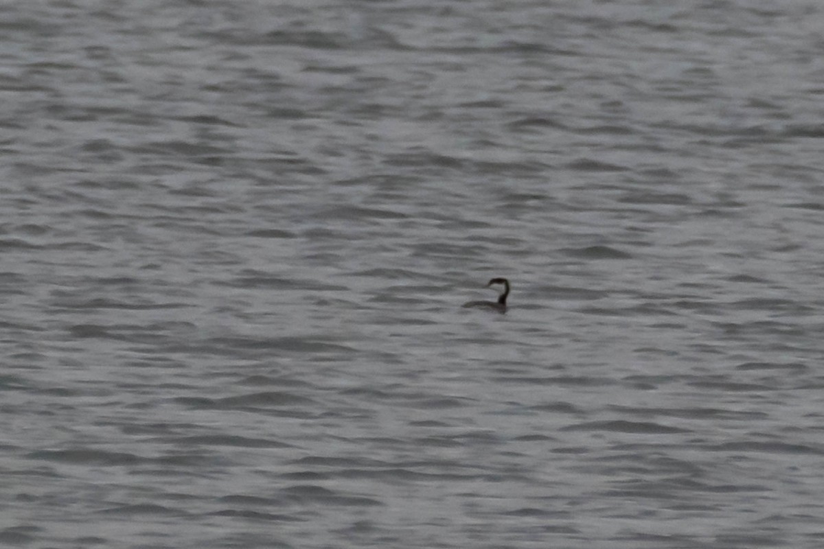 טבלן לבן-לחיים - ML646532628
