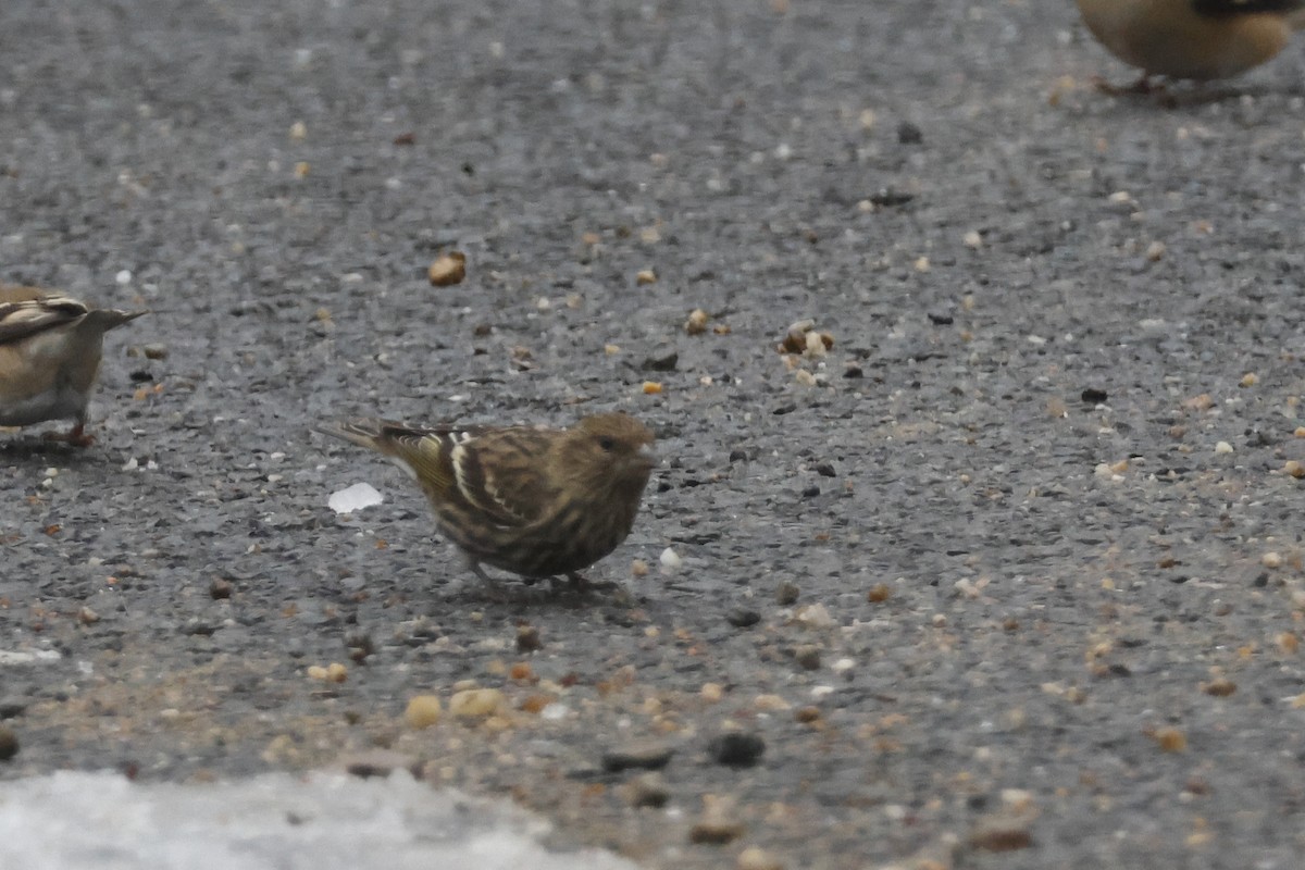 Jilguero de Los Pinos - ML646532629