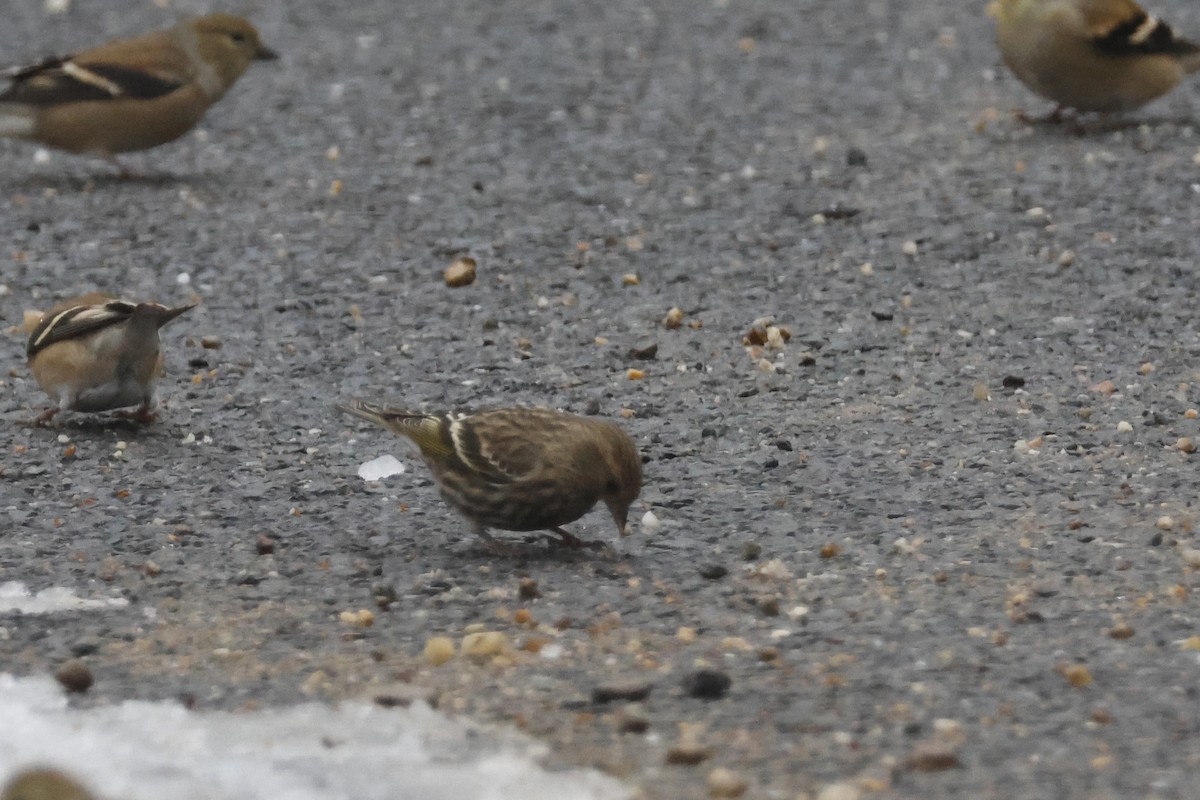 Jilguero de Los Pinos - ML646532630