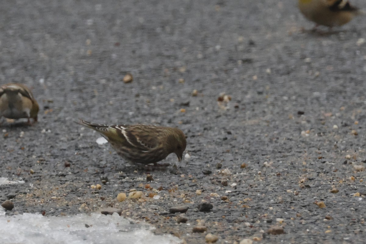 Jilguero de Los Pinos - ML646532631