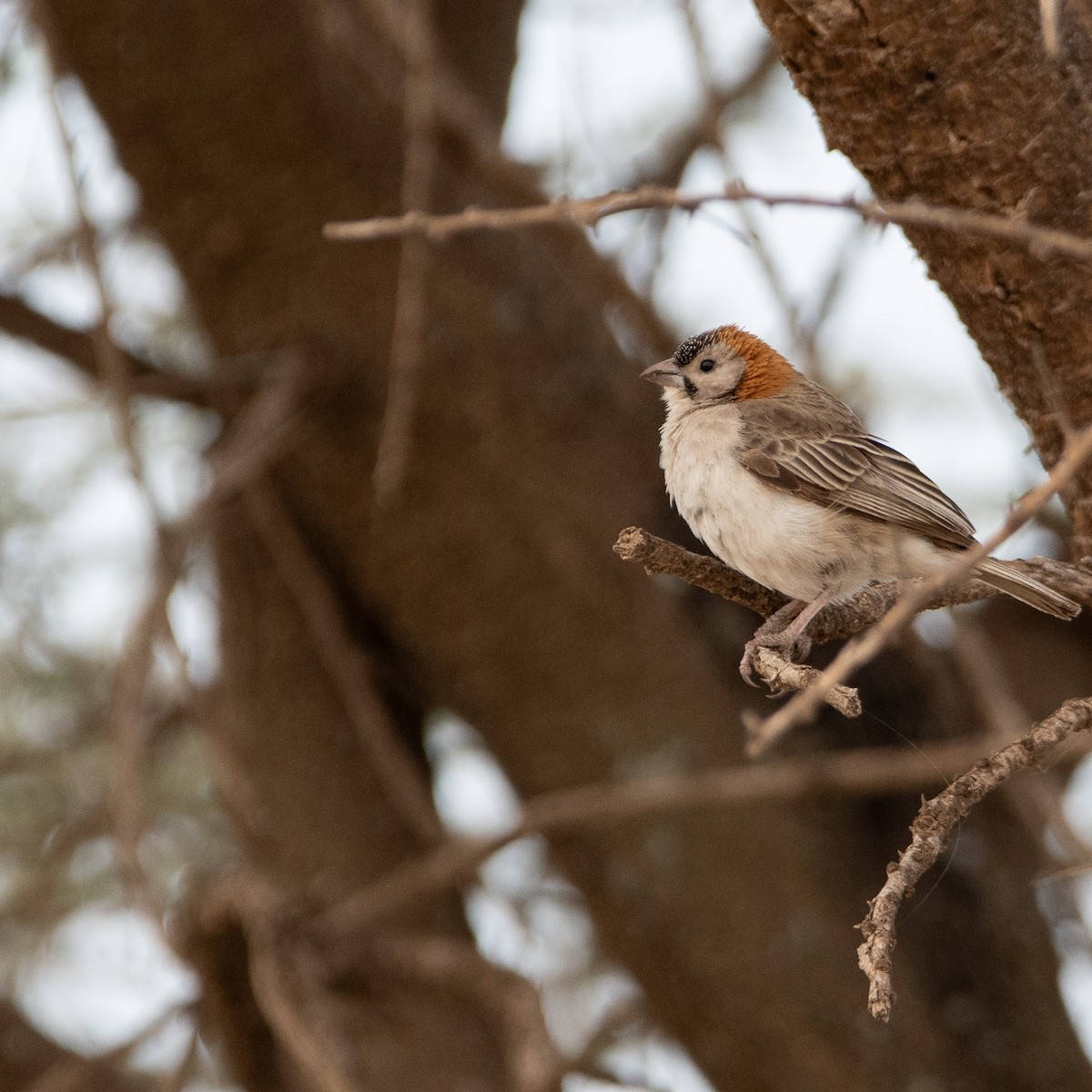 Speckle-fronted Weaver - ML646532632