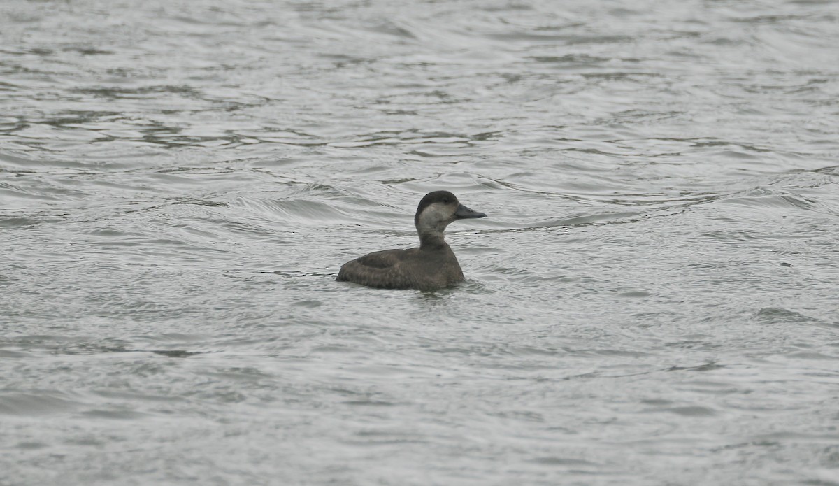 Black Scoter - ML646532634