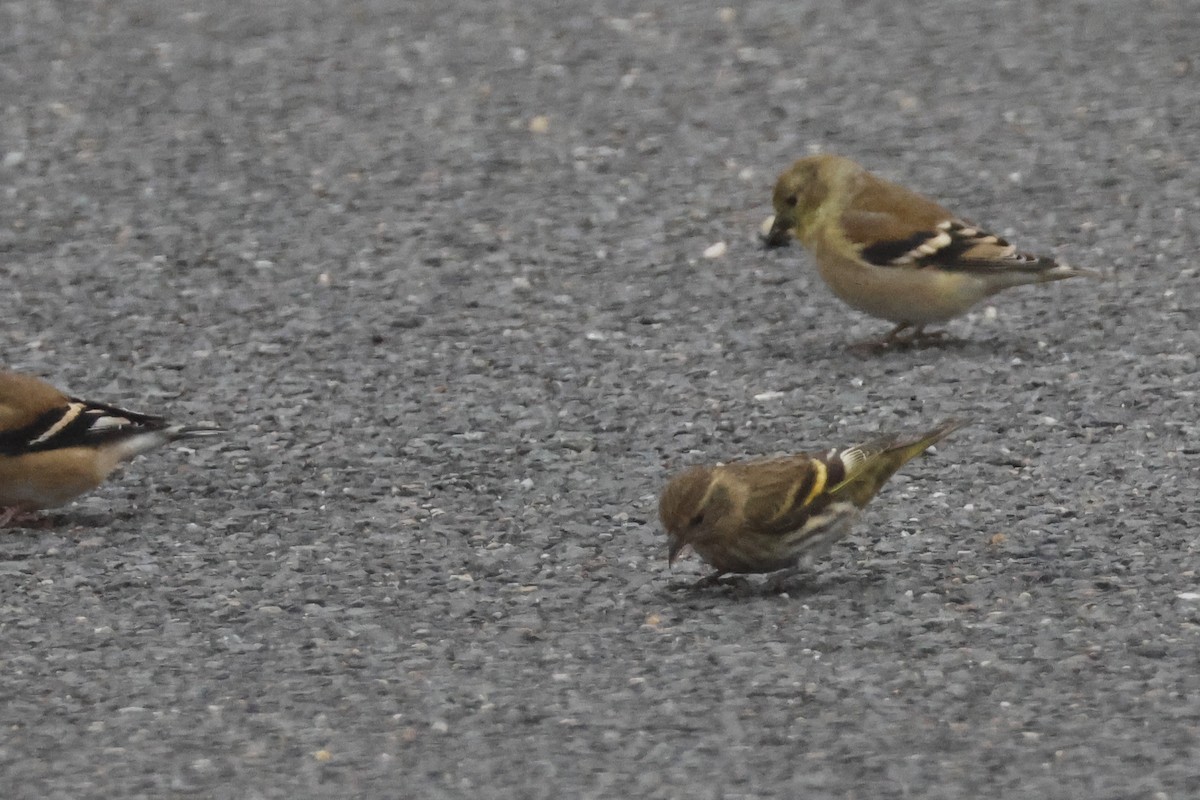 Jilguero de Los Pinos - ML646532636