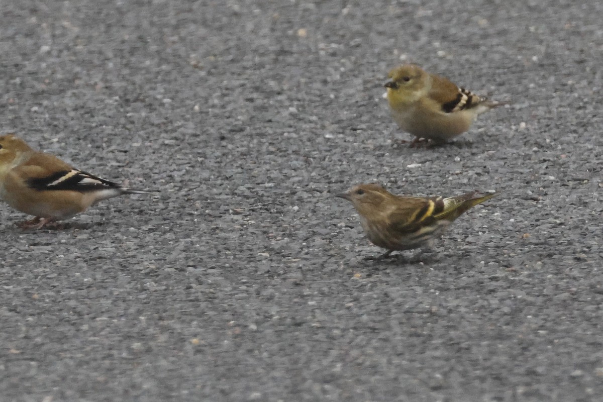 Jilguero de Los Pinos - ML646532637