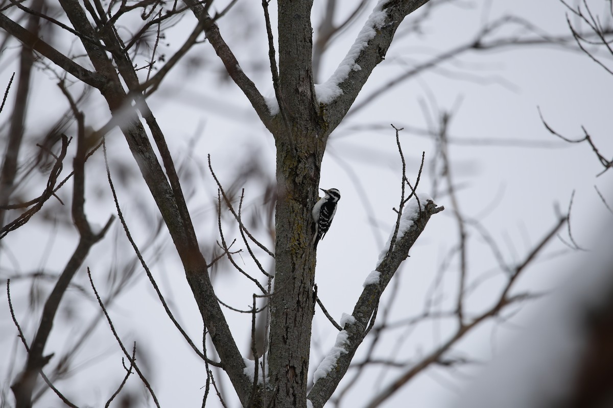 hårspett - ML646532638