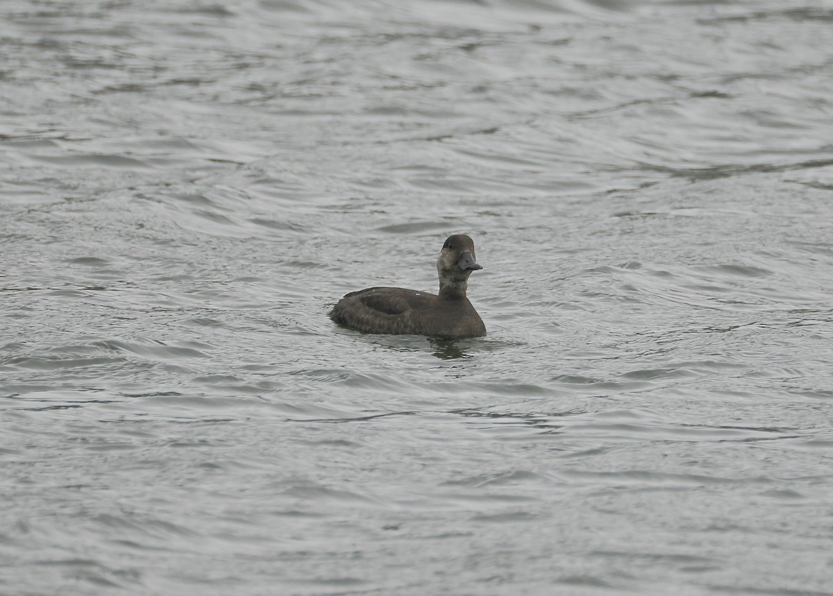 Pazifiktrauerente - ML646532639