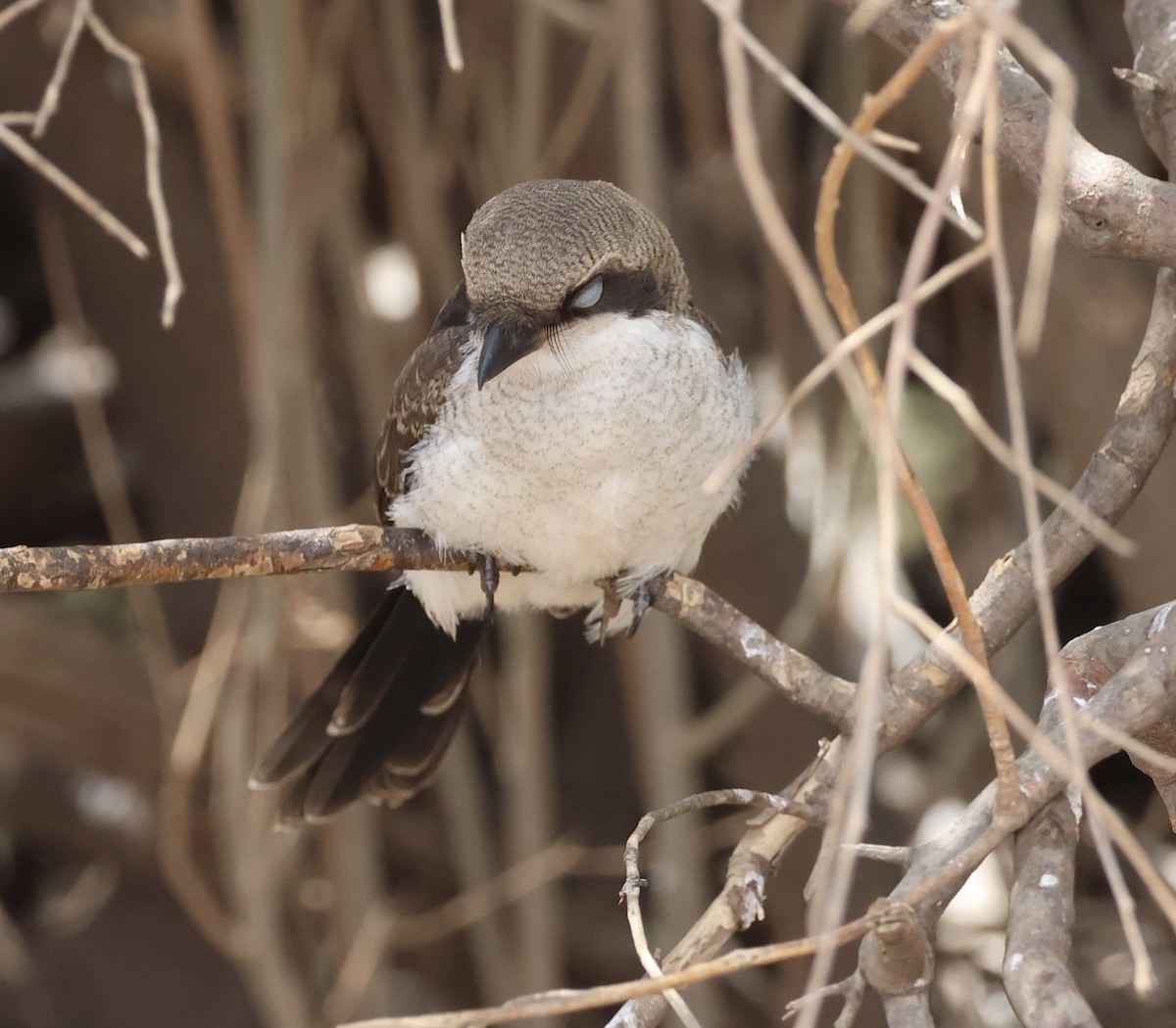 Northern Fiscal - ML646532640