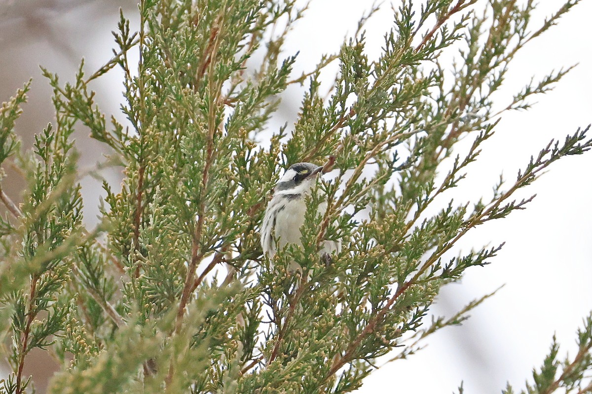 Black-throated Gray Warbler - ML646532644
