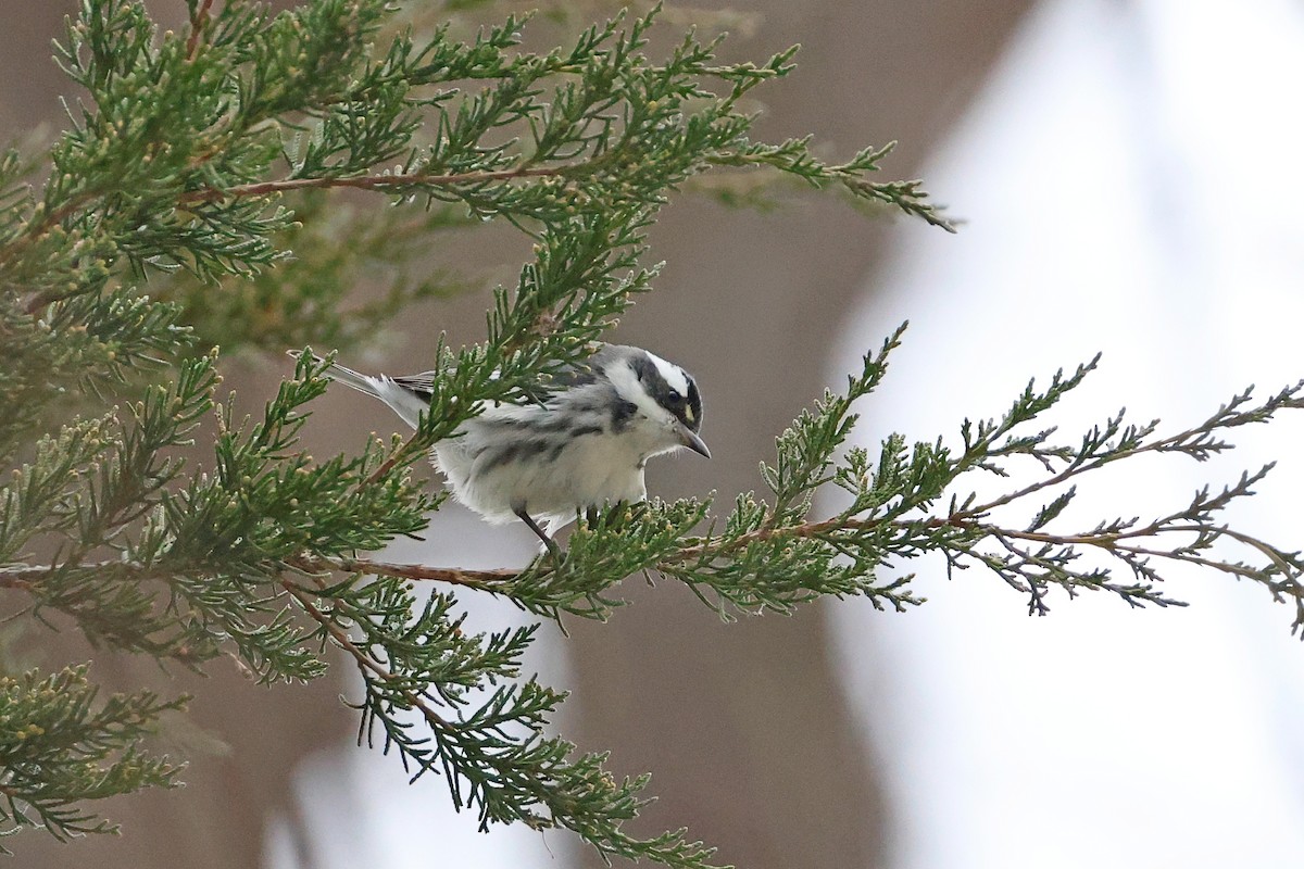 Black-throated Gray Warbler - ML646532646