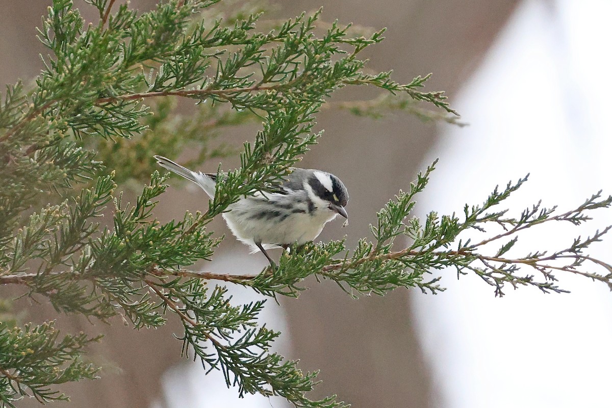 Black-throated Gray Warbler - ML646532647