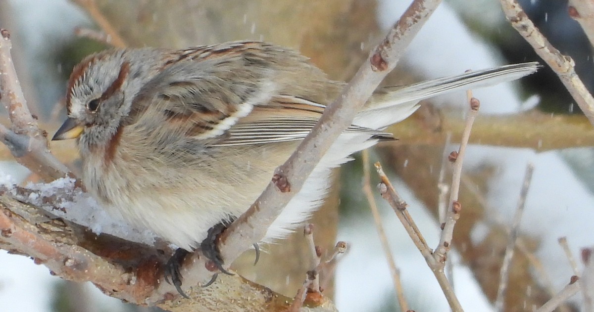 Baumammer - ML646532650