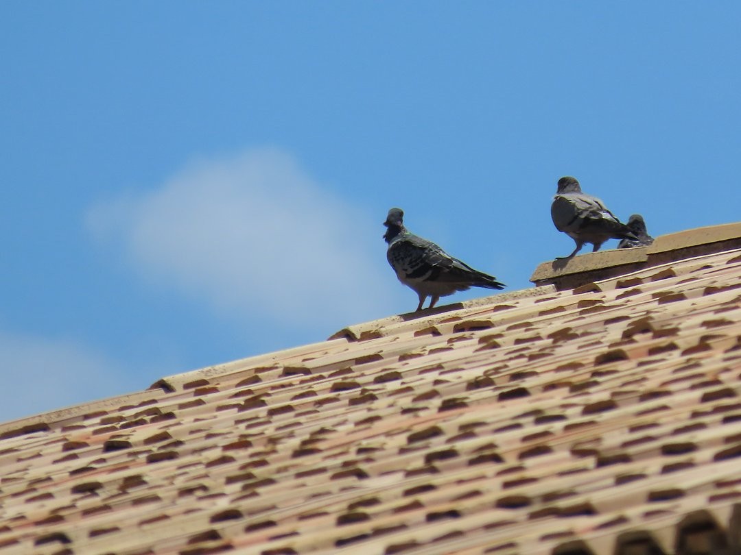 Felsentaube (Straßentaube) - ML646532651