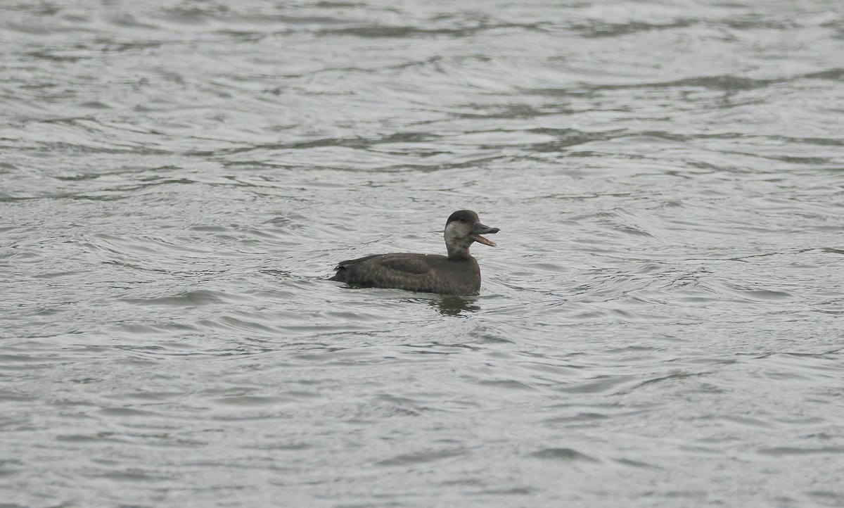 Pazifiktrauerente - ML646532652