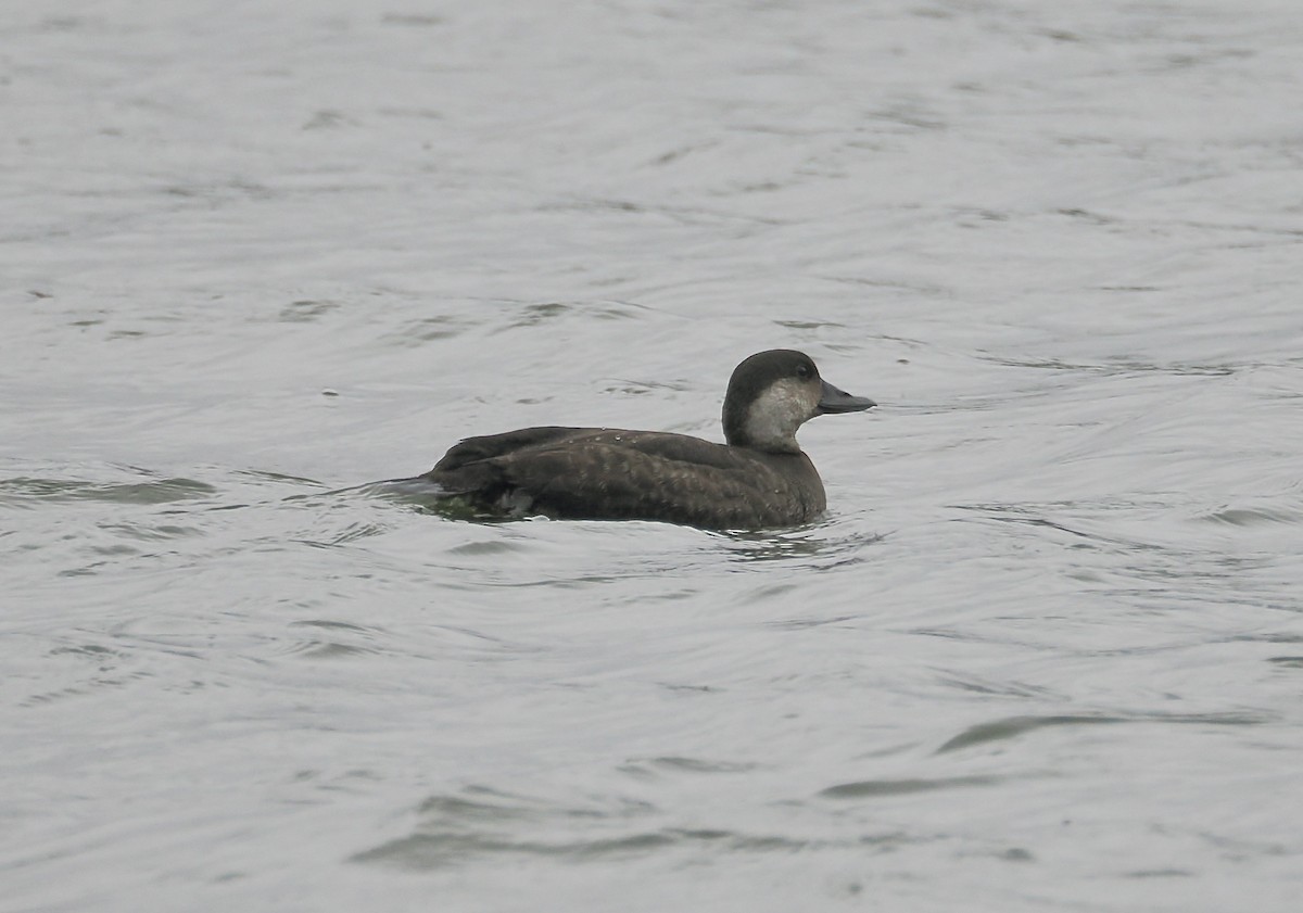 Pazifiktrauerente - ML646532656