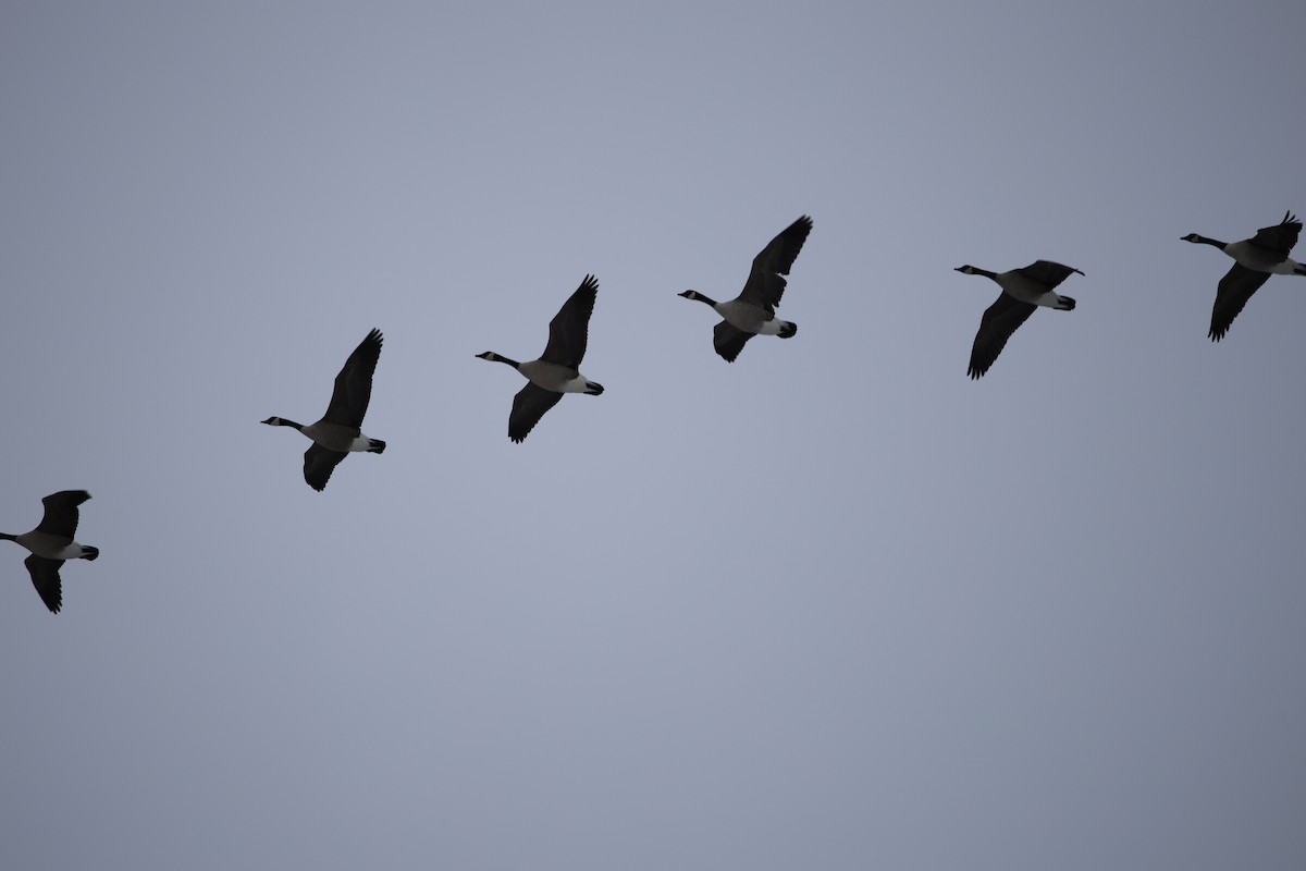 Kanadagans - ML646532657