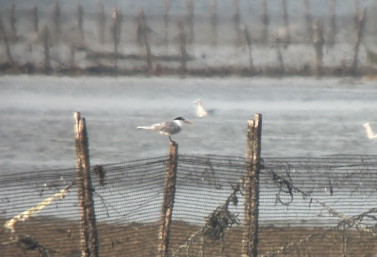 Rüppellseeschwalbe - ML646532658