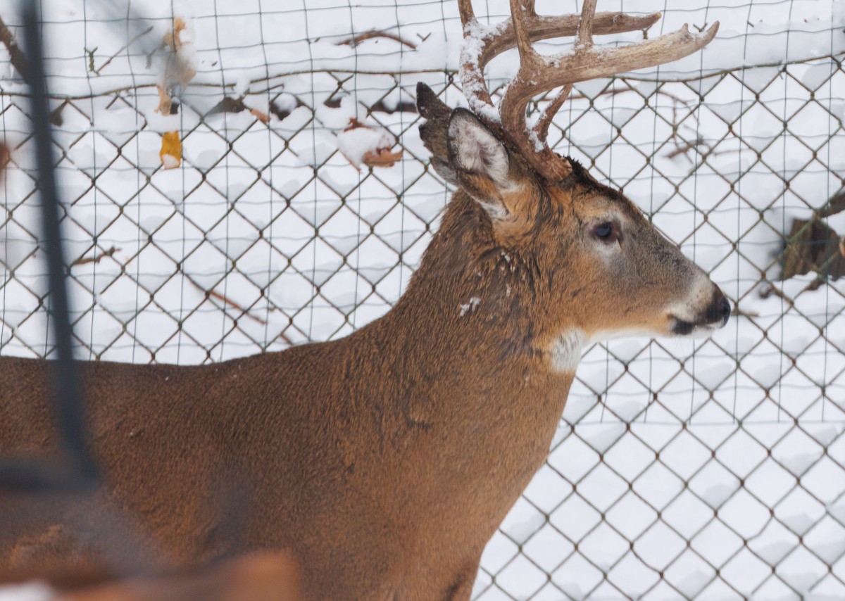 White-tailed Deer - ML646532659