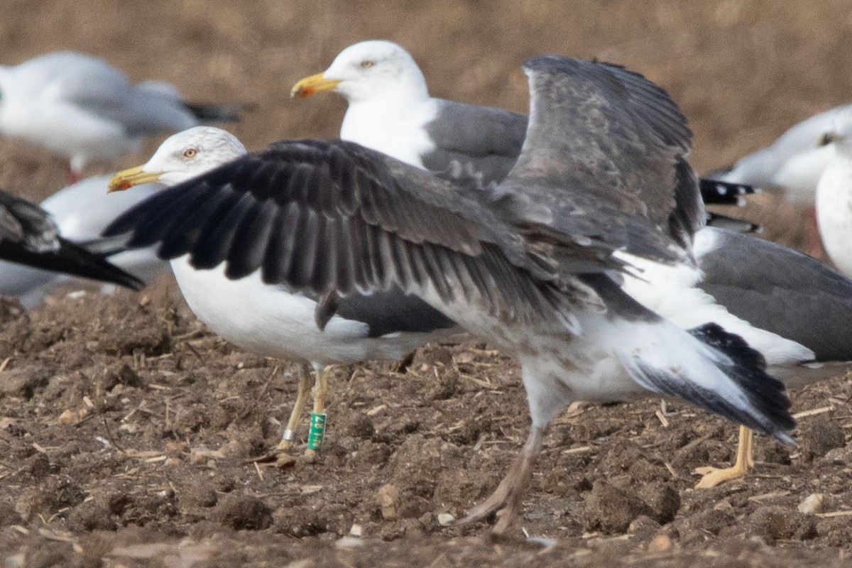 Heringsmöwe - ML646532660